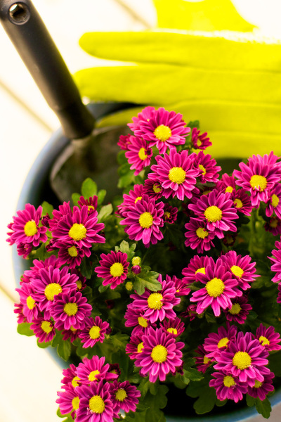 Small purple mums with yellow centers are in a pot with a hand trowel and gardening gloves nearby.