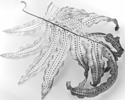 Black and white image of a drying fern leaf on a featureless white background.