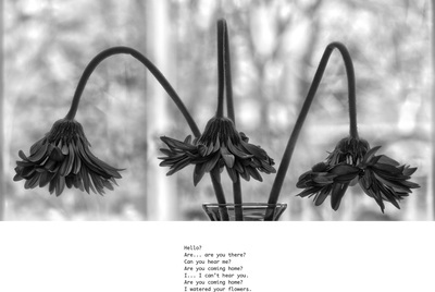 Black and white image of three gerbera daisy flowers dying in a vase. There is a poem written below it (described in text).