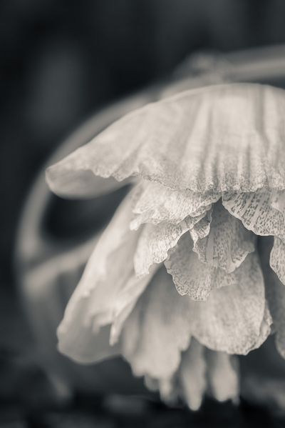 Blue-and-beige image, a close-up of a drooping flower that resembles a lace petticoat.