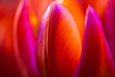 Close-up of several tulips in orange and purple.