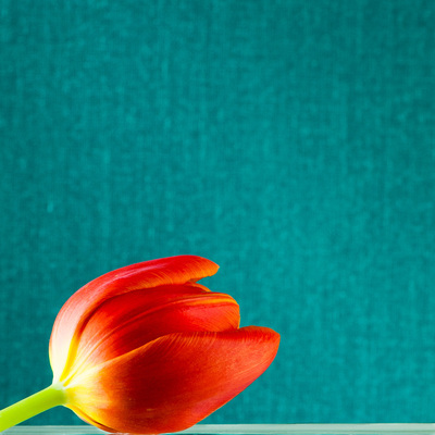 An orange tulip laying on a table in front of an aqua background.