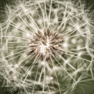 Close-up of a ready-to-fly dandelion.