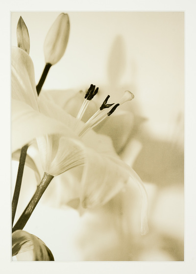 Close up of a lily with its stamens exposed. It throws a shadow on the wall behind. Overall the image is soft beige.