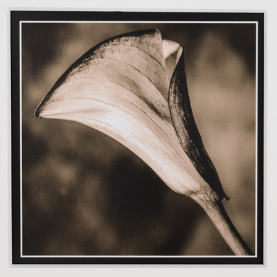 Close-up of a calla lily flower from the side. There is a mottled background. Overall color is a mottled peach and black.