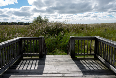 A wooden platform surrounded by green plants; dramatic clouds in the sky