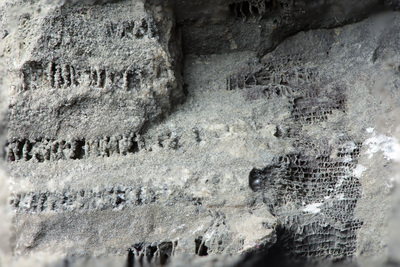 Macro image of fossilized coral, with a woven-like structure