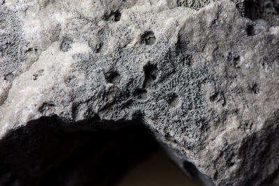 Closeup of fossilized coral