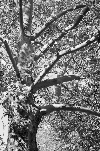 Looking up along the trunk of a heavily branched tree with white and gray bark