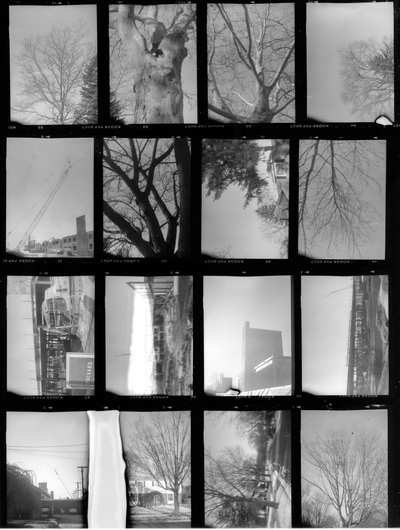 16 black and white pictures of trees on one sheet; there is a large white rectangle near the bottom.