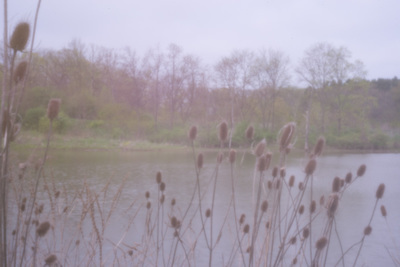 Fuzzy-focus oddly-colored landscape showing a pond and some teasel heads