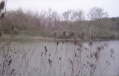 The two pond images are stacked together, but their edges don't quite match up. The teasel in particular looks weirdly offset.