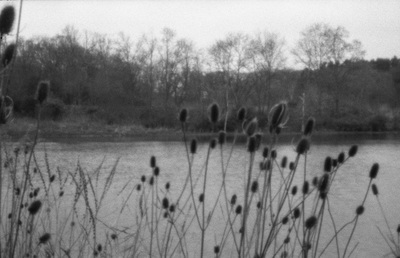 Black and white version of the pond image above with minor differences in angle of view and sharpness