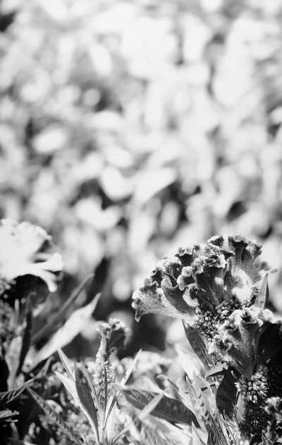 Dark, very detailed frilly flowers in lower half; lighter mottled out of focus background.