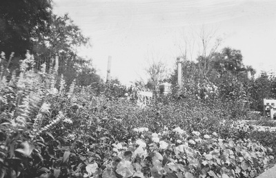 Similar scene as above, but the red flowers are indistinguishable from the green leaves, the sky is gray, and the purple flowers look white.