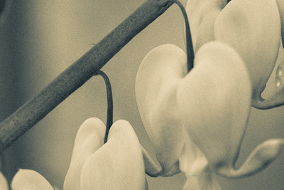 Close-up on 4 bleeding heart flowers along a branch. The image is beige in the light areas and blue in the dark areas.