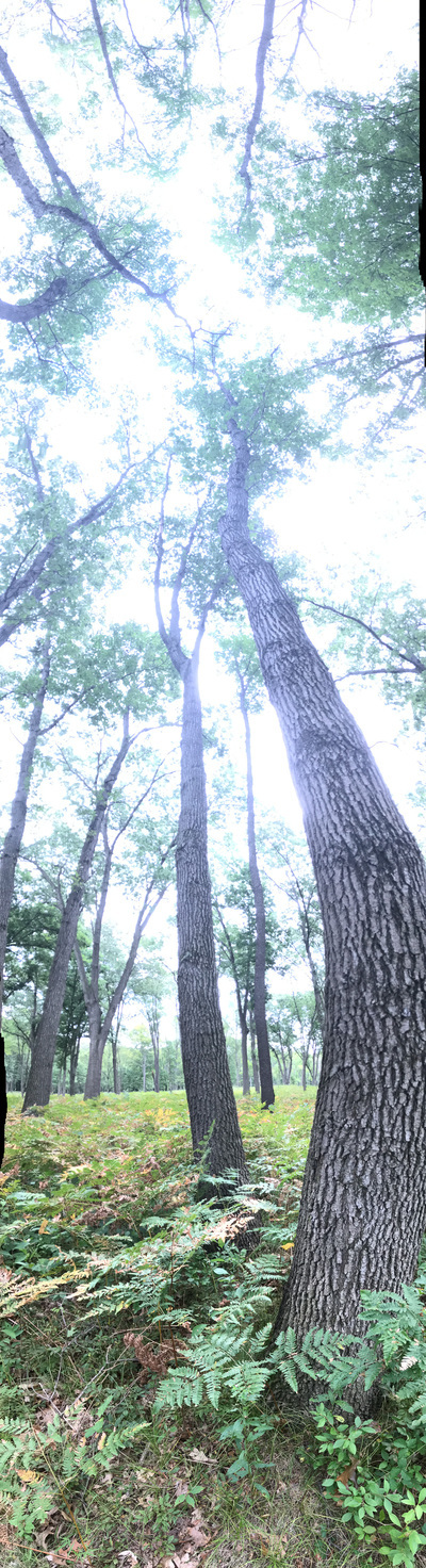 A misshapen vertical image of tree rising to the cloudy sky